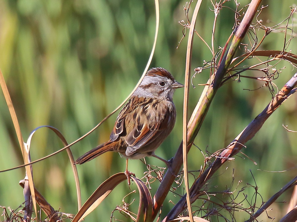 Swamp Sparrow - ML73204751