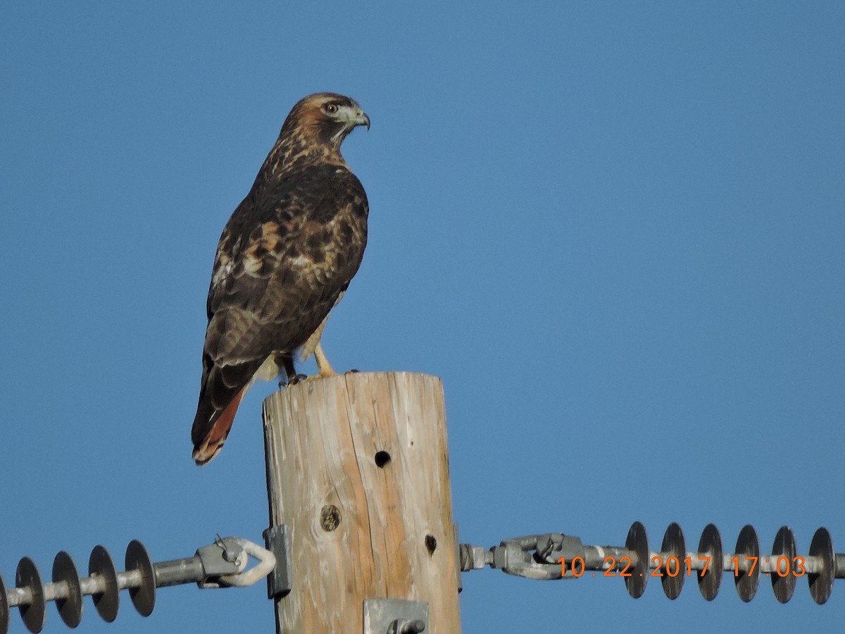 Red-tailed Hawk - Karen Fiske