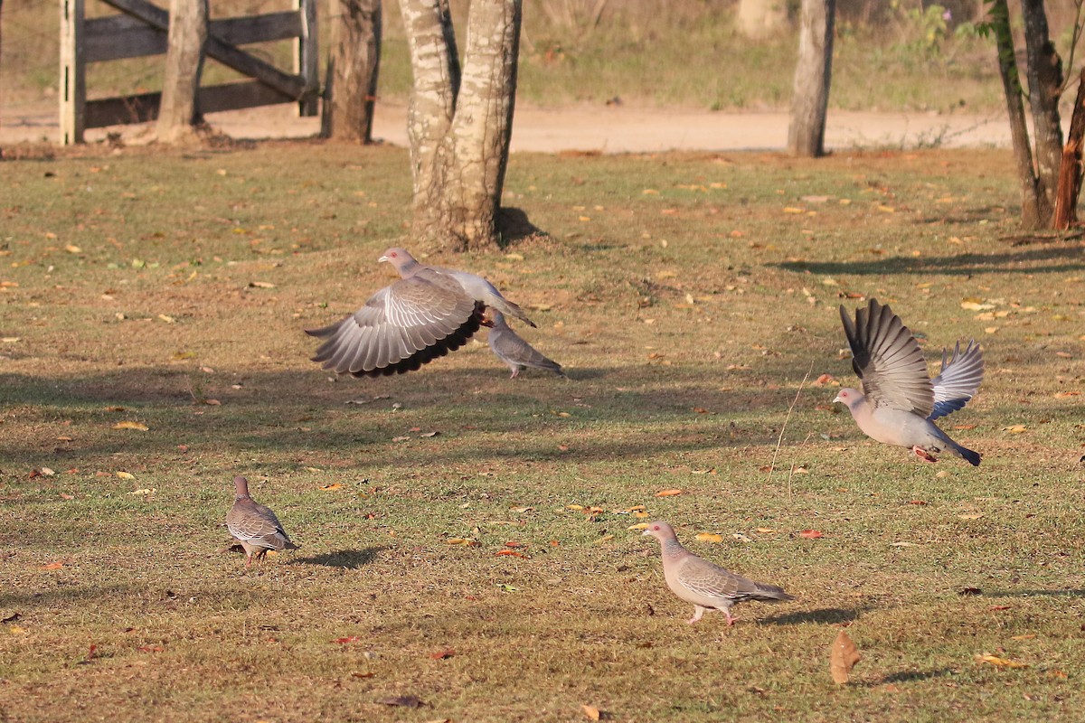 Picazuro Pigeon - ML73209691