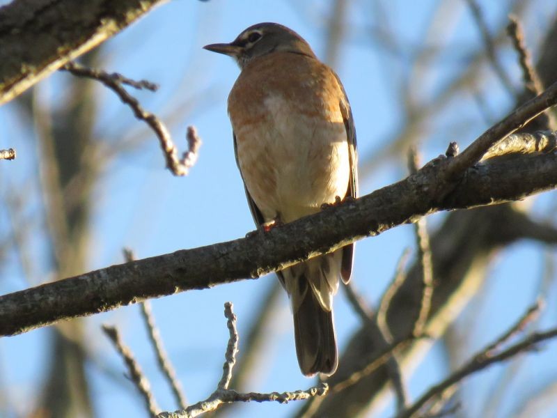 American Robin - ML73210821