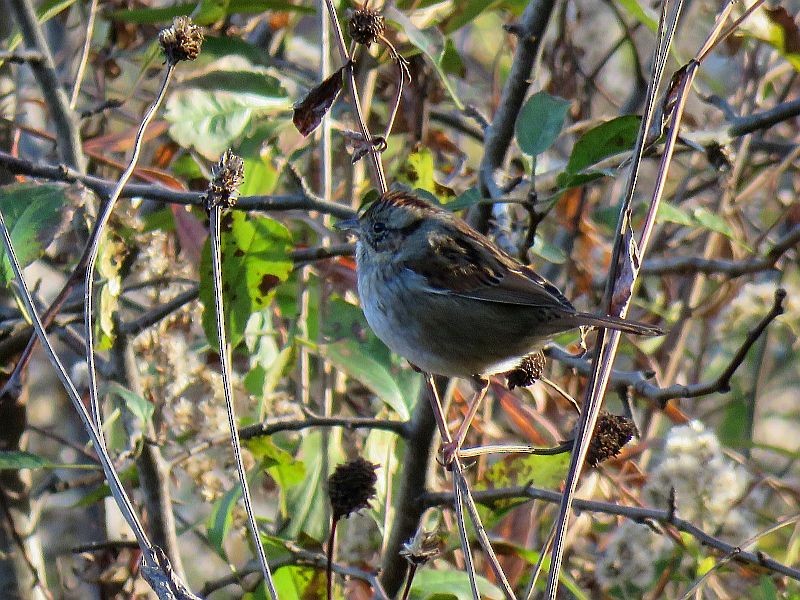 Swamp Sparrow - ML73210941