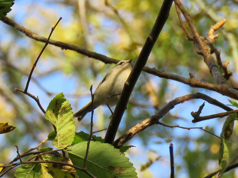 Golden-crowned Kinglet - ML73211861