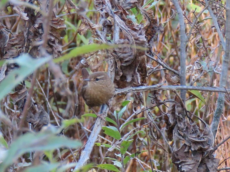 Winter Wren - ML73212131