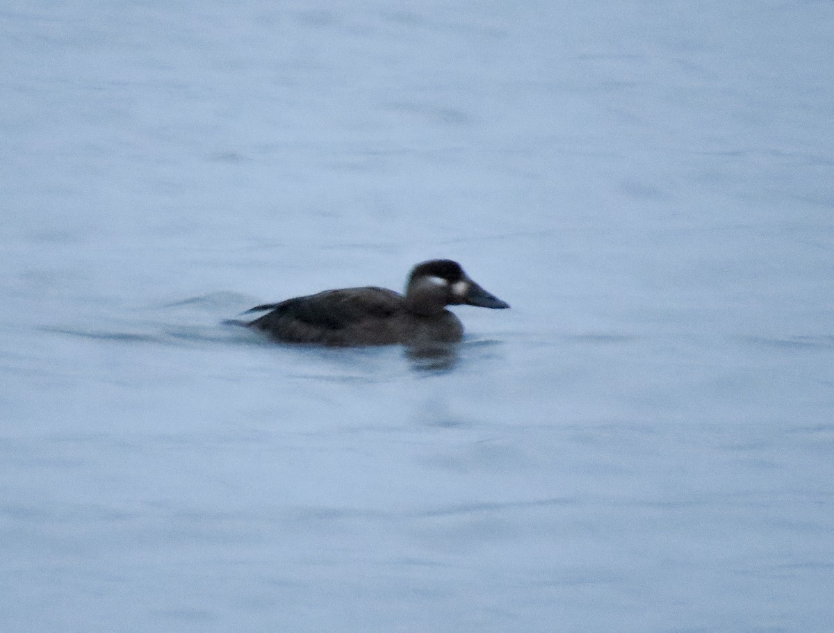 Surf Scoter - Scott Sneed