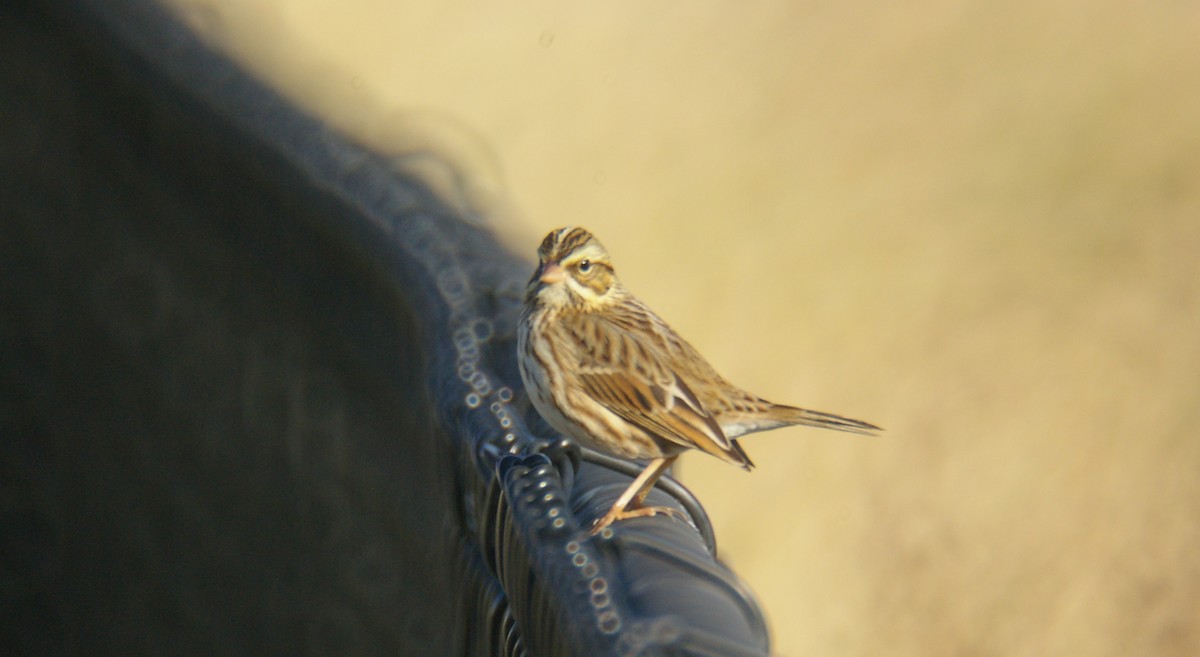 Savannah Sparrow - ML73213341