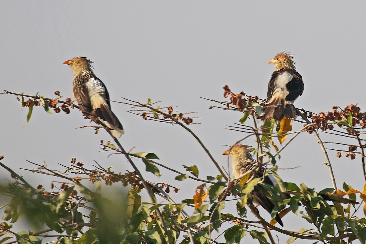 Guira Cuckoo - ML73213401