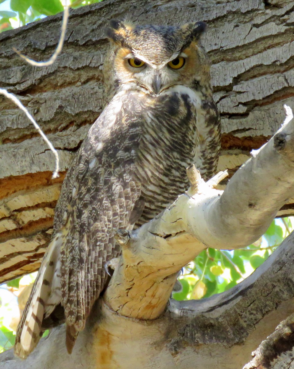 Great Horned Owl - Jeanne Tinsman
