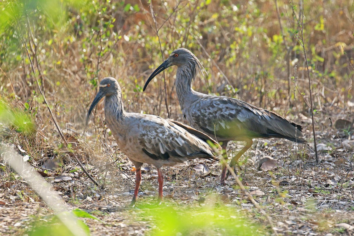 Plumbeous Ibis - ML73215051