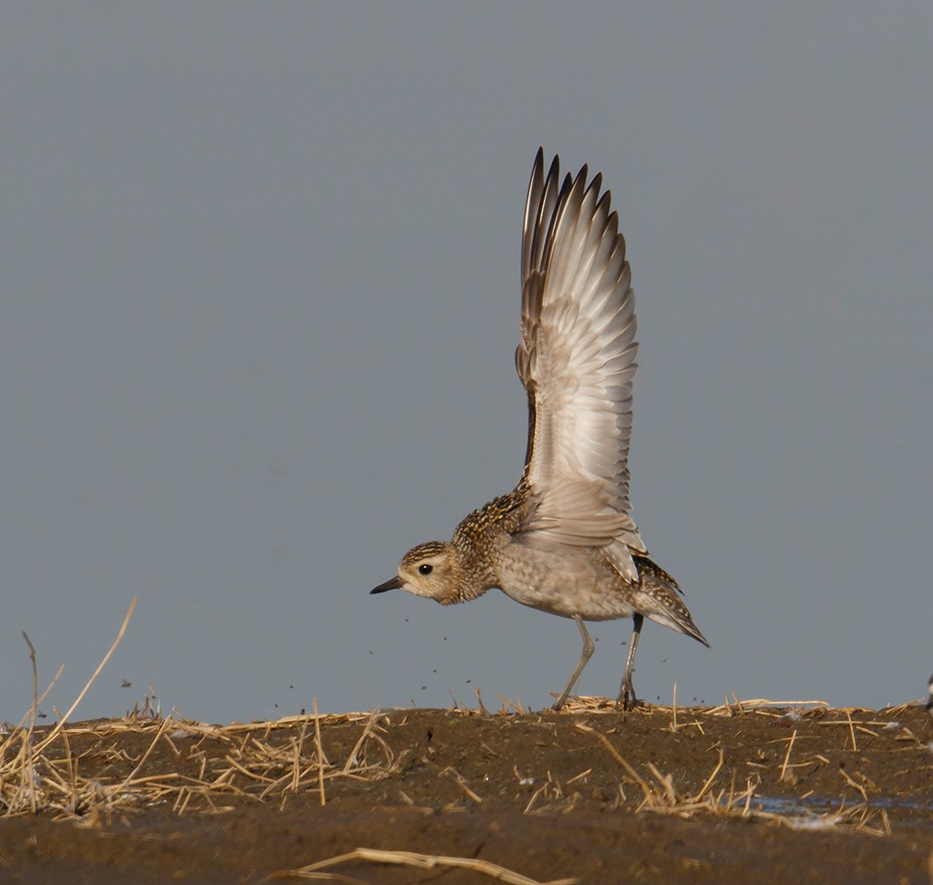 Pacific Golden-Plover - Gary Woods