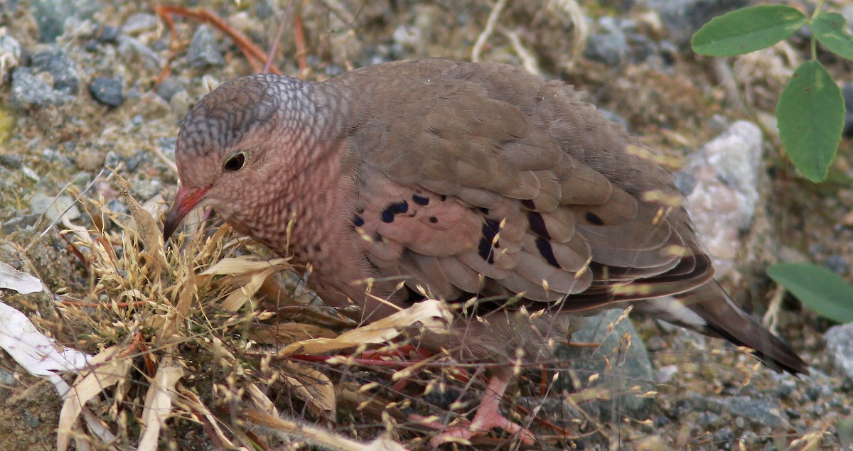 Common Ground Dove - ML73215421