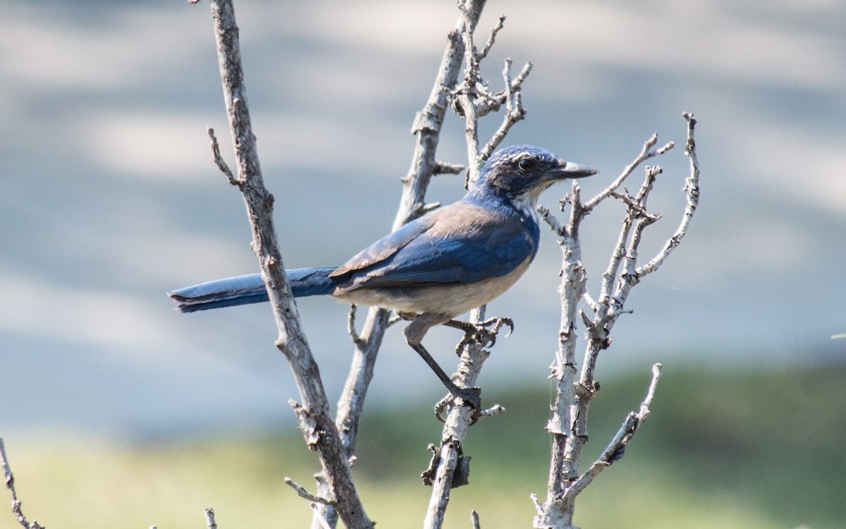 California Scrub-Jay - Peter Nguyen