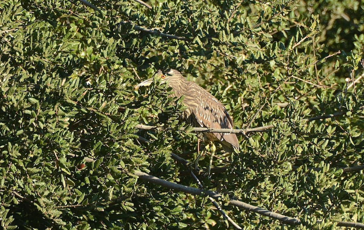 Black-crowned Night Heron - ML73217201