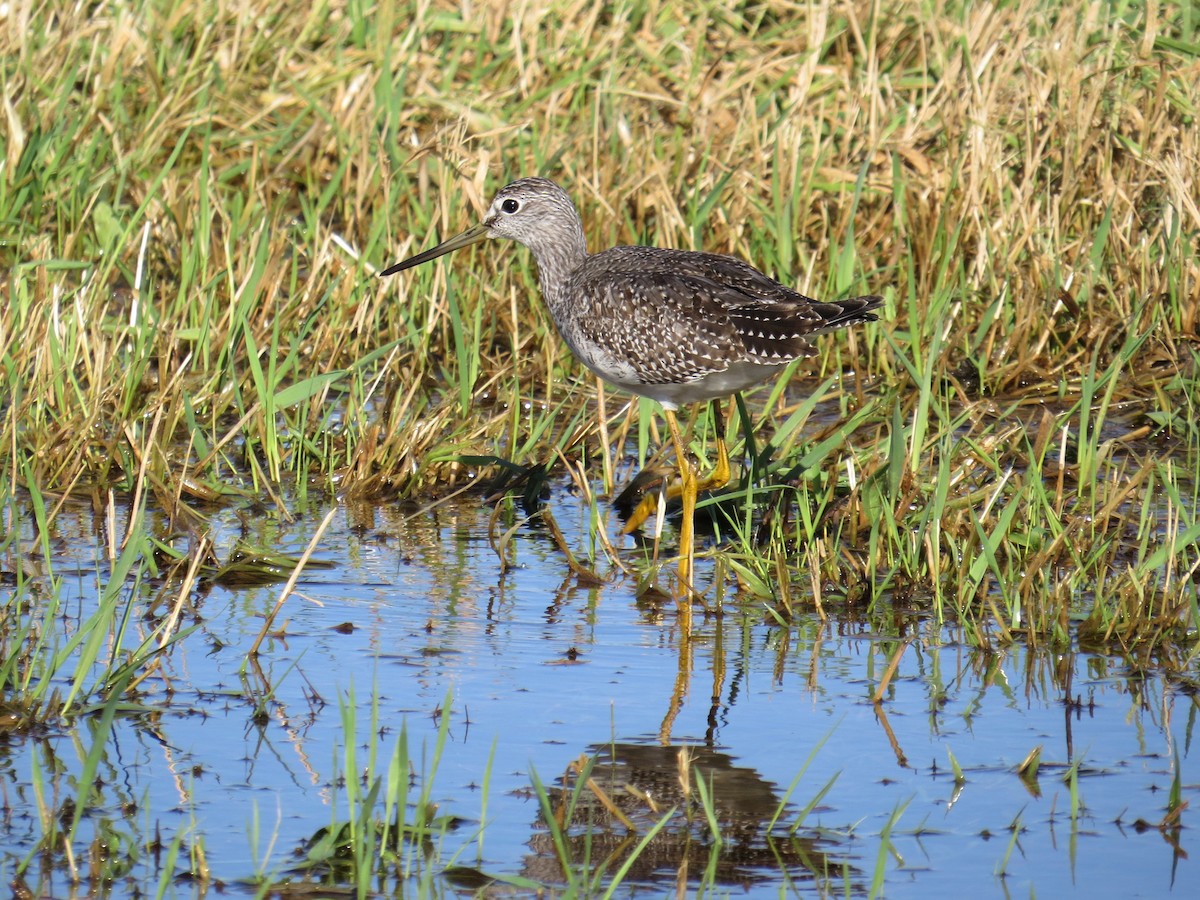 Greater Yellowlegs - ML73217621