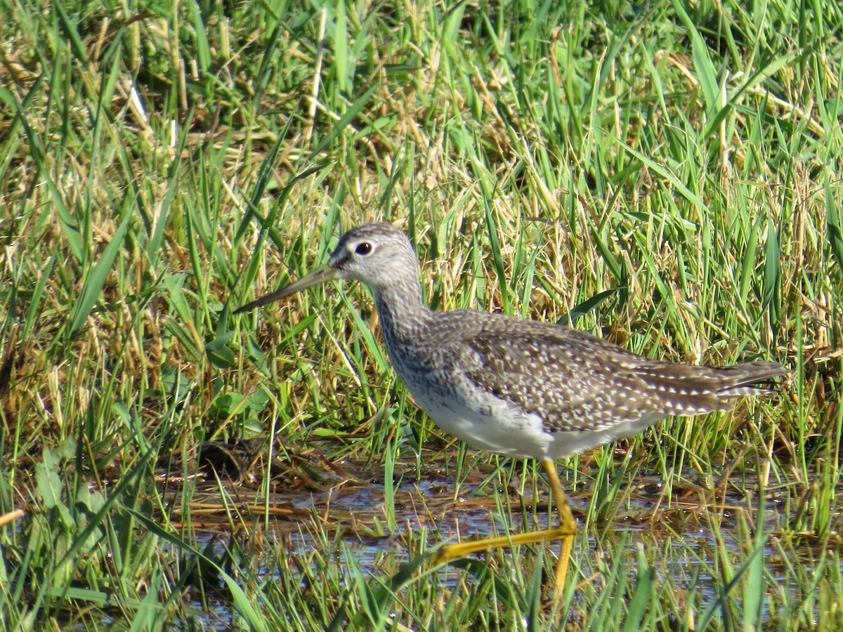 Greater Yellowlegs - ML73217641