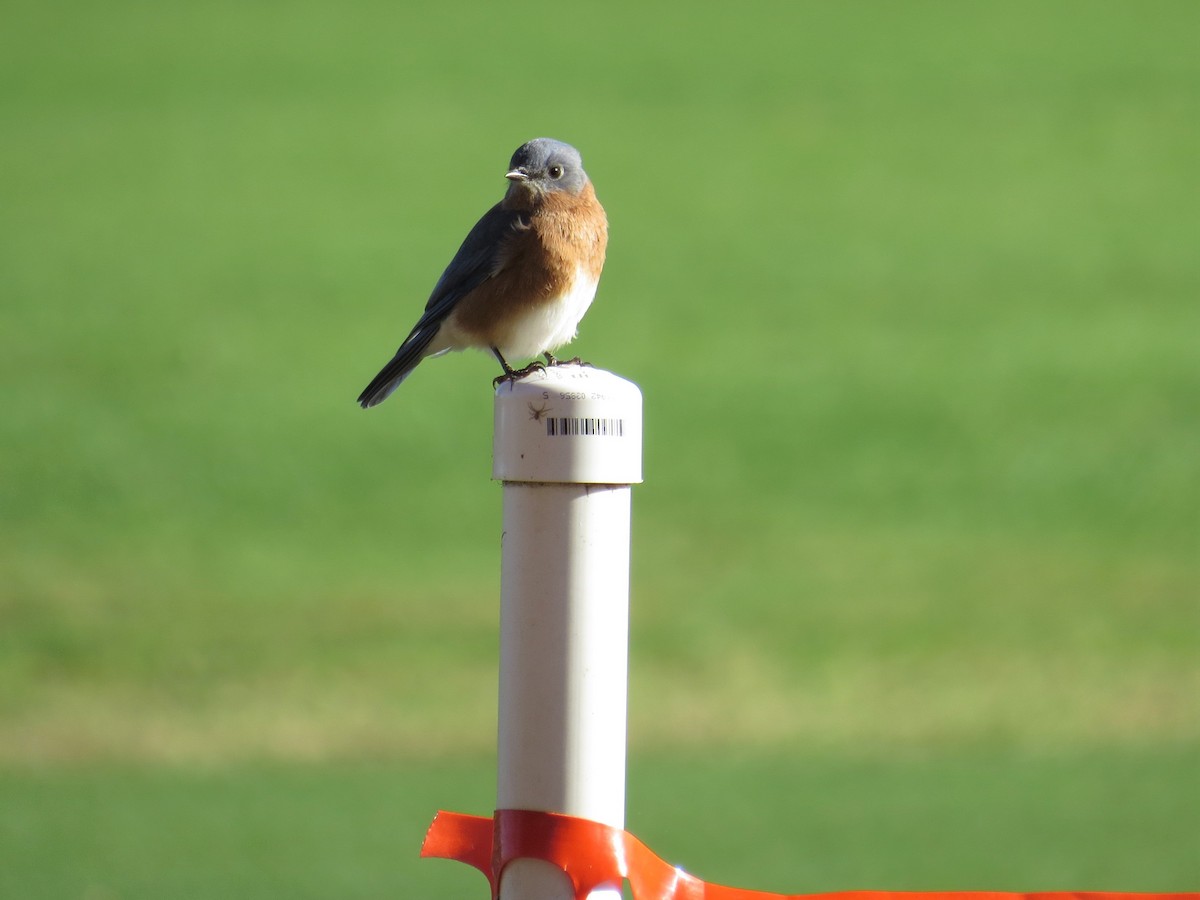 Eastern Bluebird - ML73217741