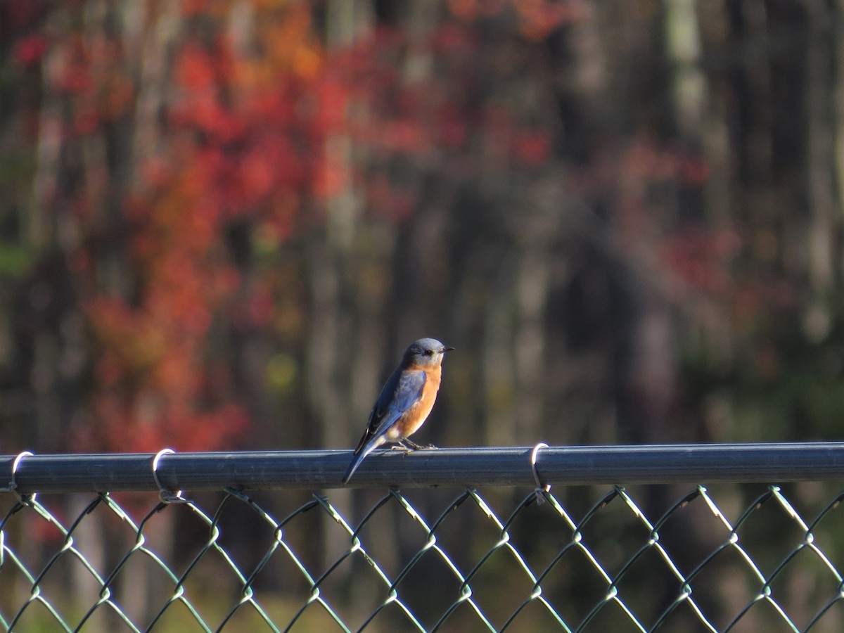 Eastern Bluebird - ML73217871