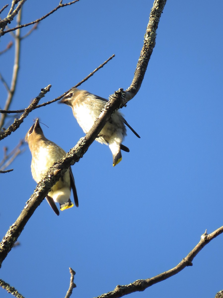 Cedar Waxwing - ML73217891