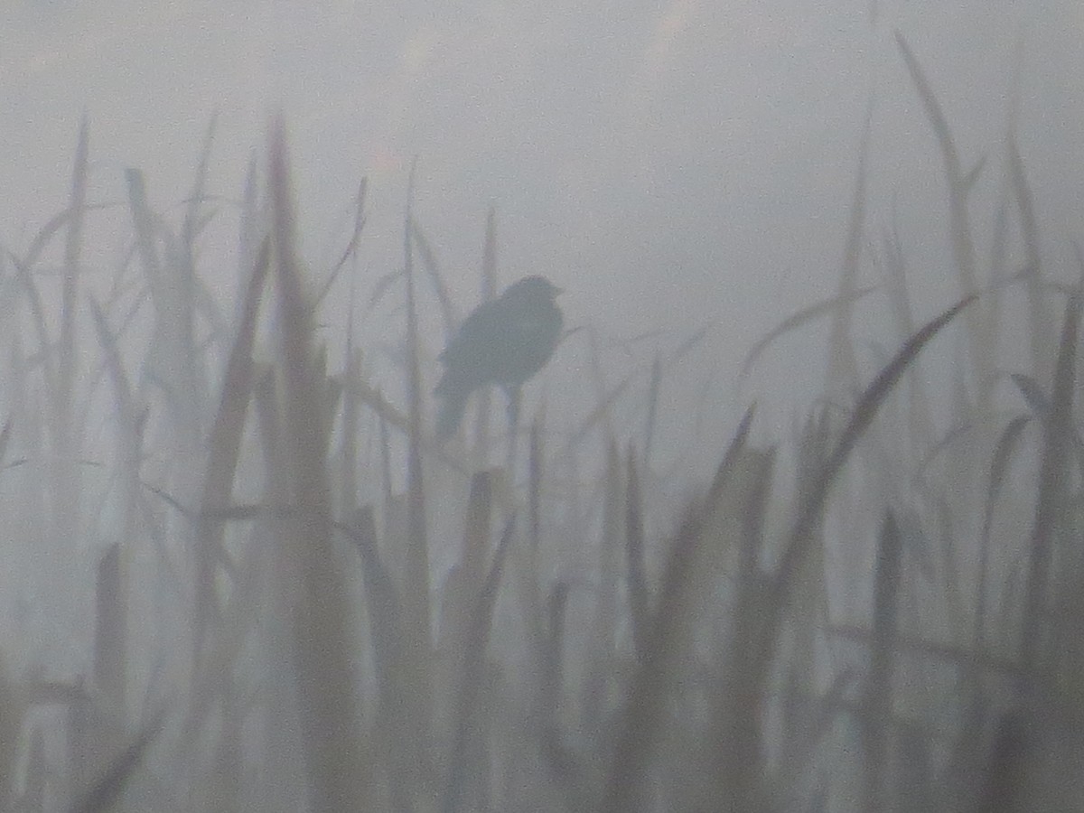 Red-winged Blackbird - ML73218031