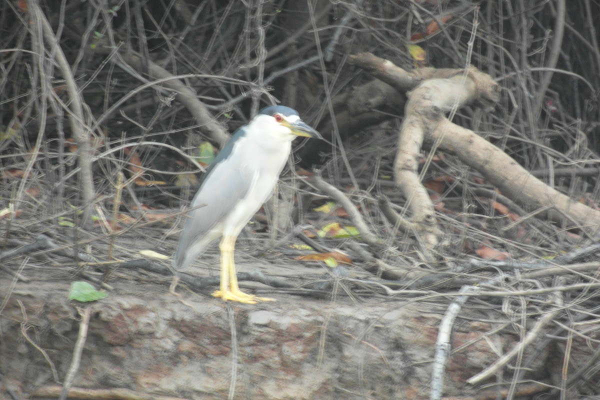 Black-crowned Night Heron - ML73218861