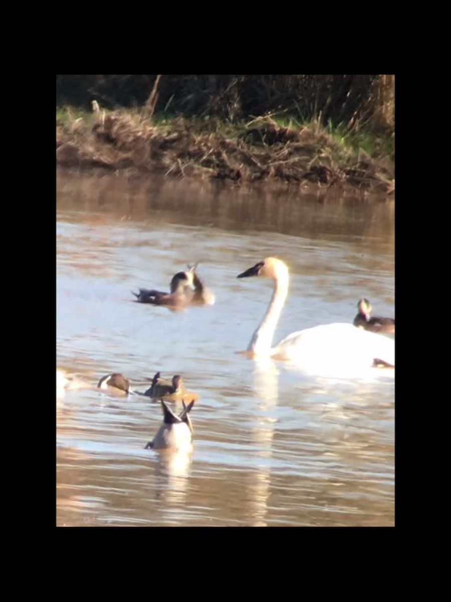 Trumpeter Swan - ML73220251