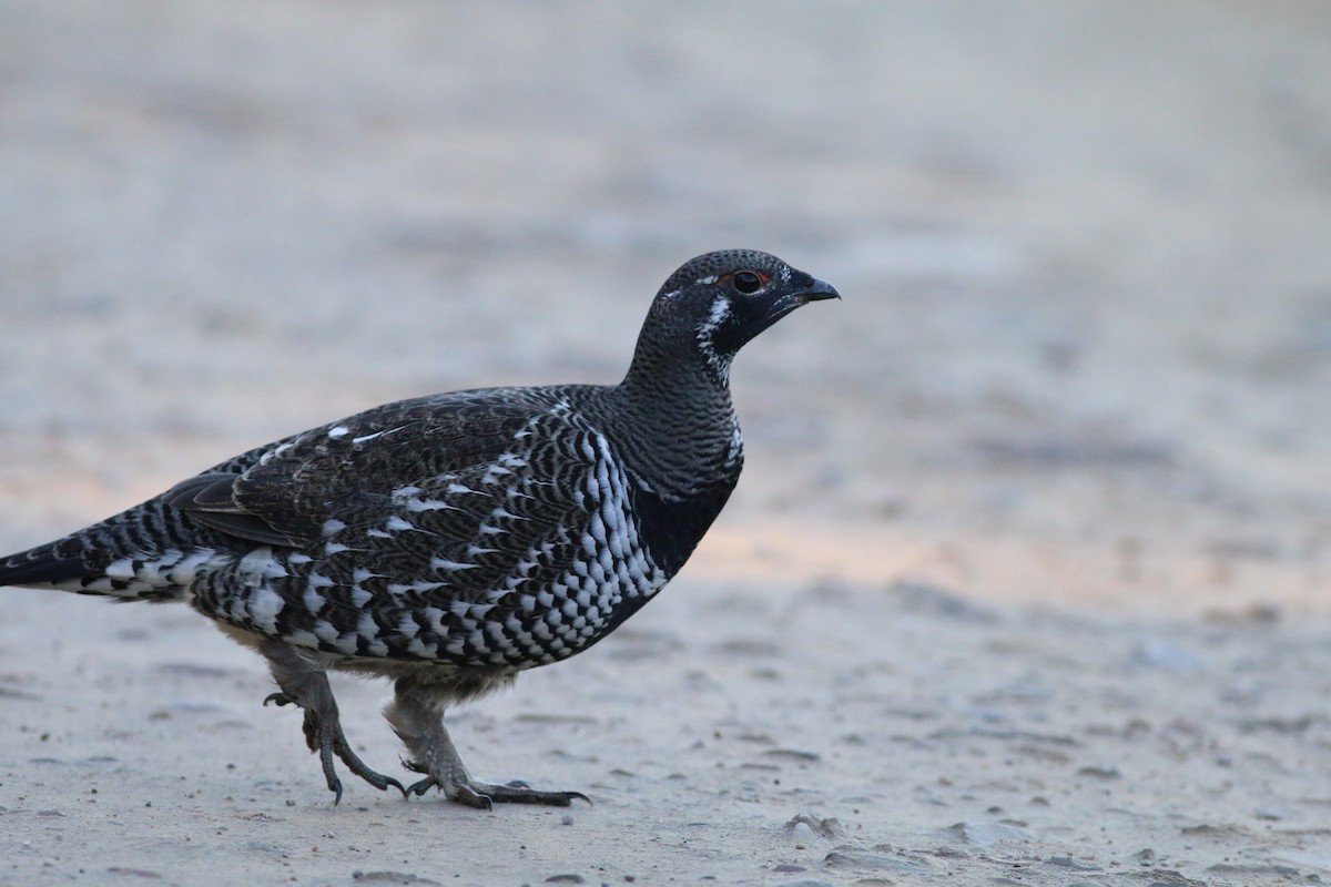 Spruce Grouse - ML73220791
