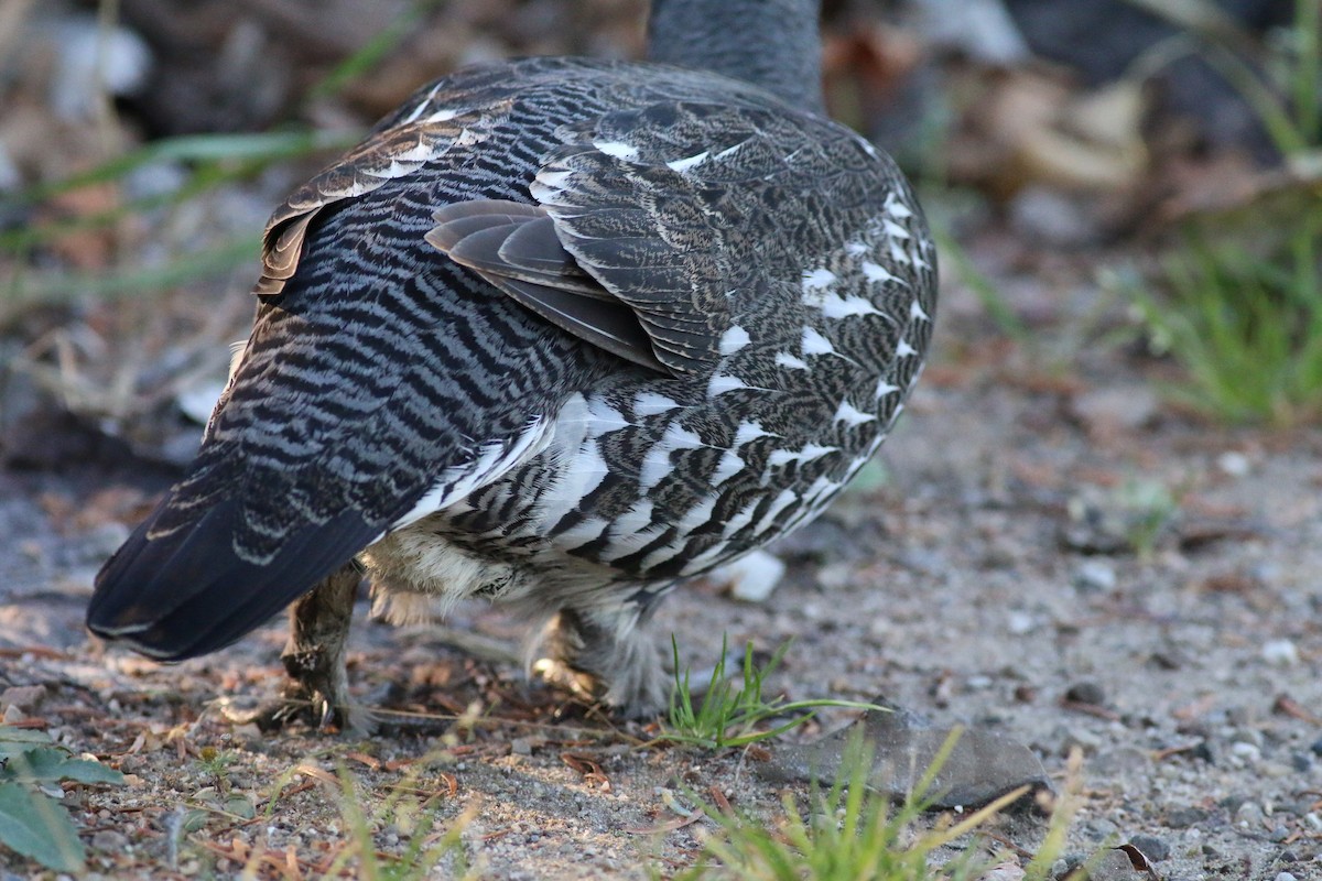 Spruce Grouse - ML73221011