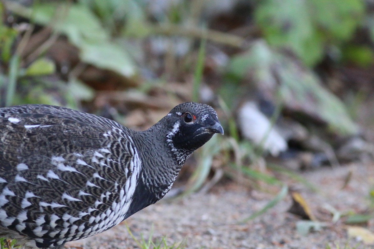 Spruce Grouse - ML73221231