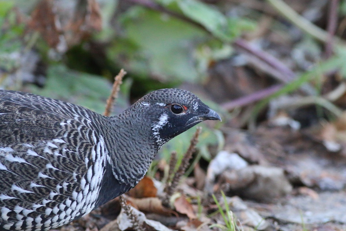 Spruce Grouse - ML73221571
