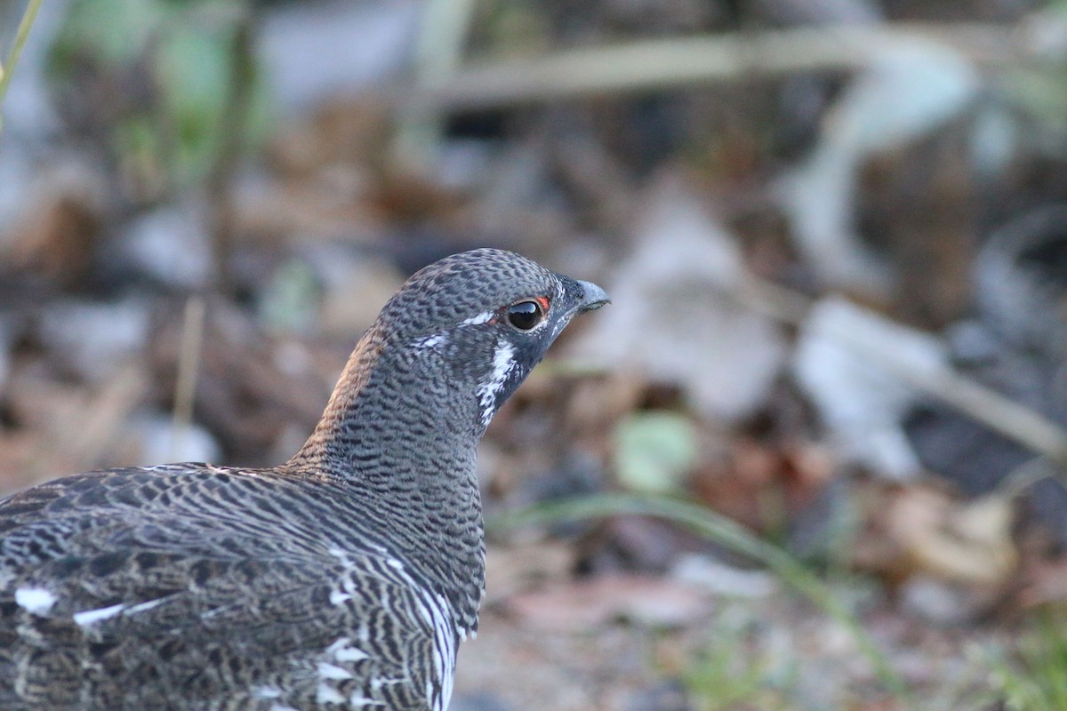 Spruce Grouse - ML73221731