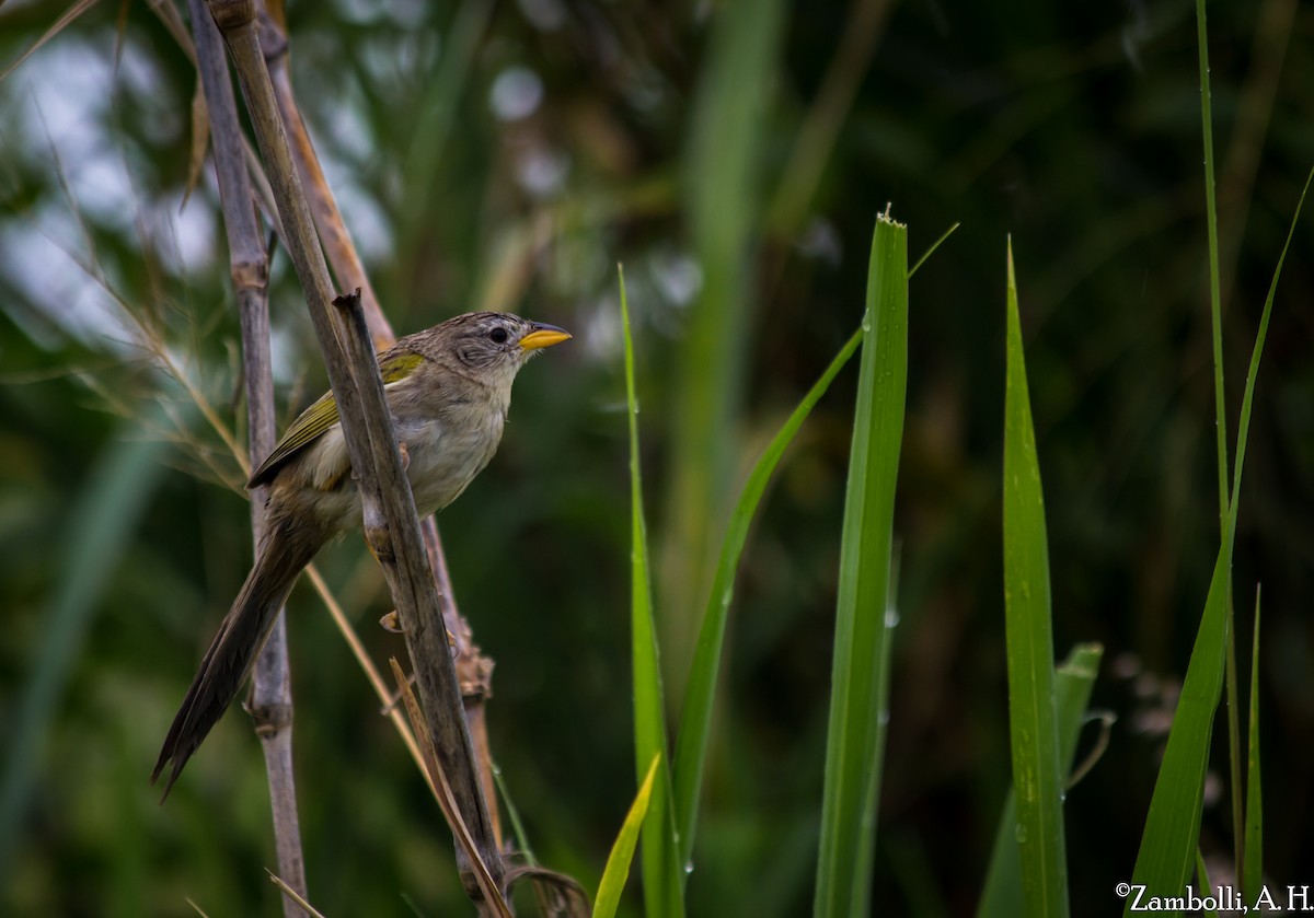 Wedge-tailed Grass-Finch - ML73222291