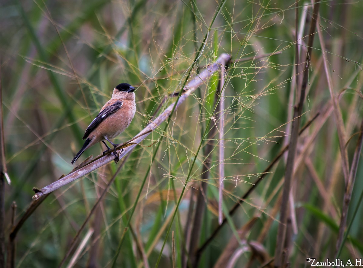 Copper Seedeater - André  Zambolli