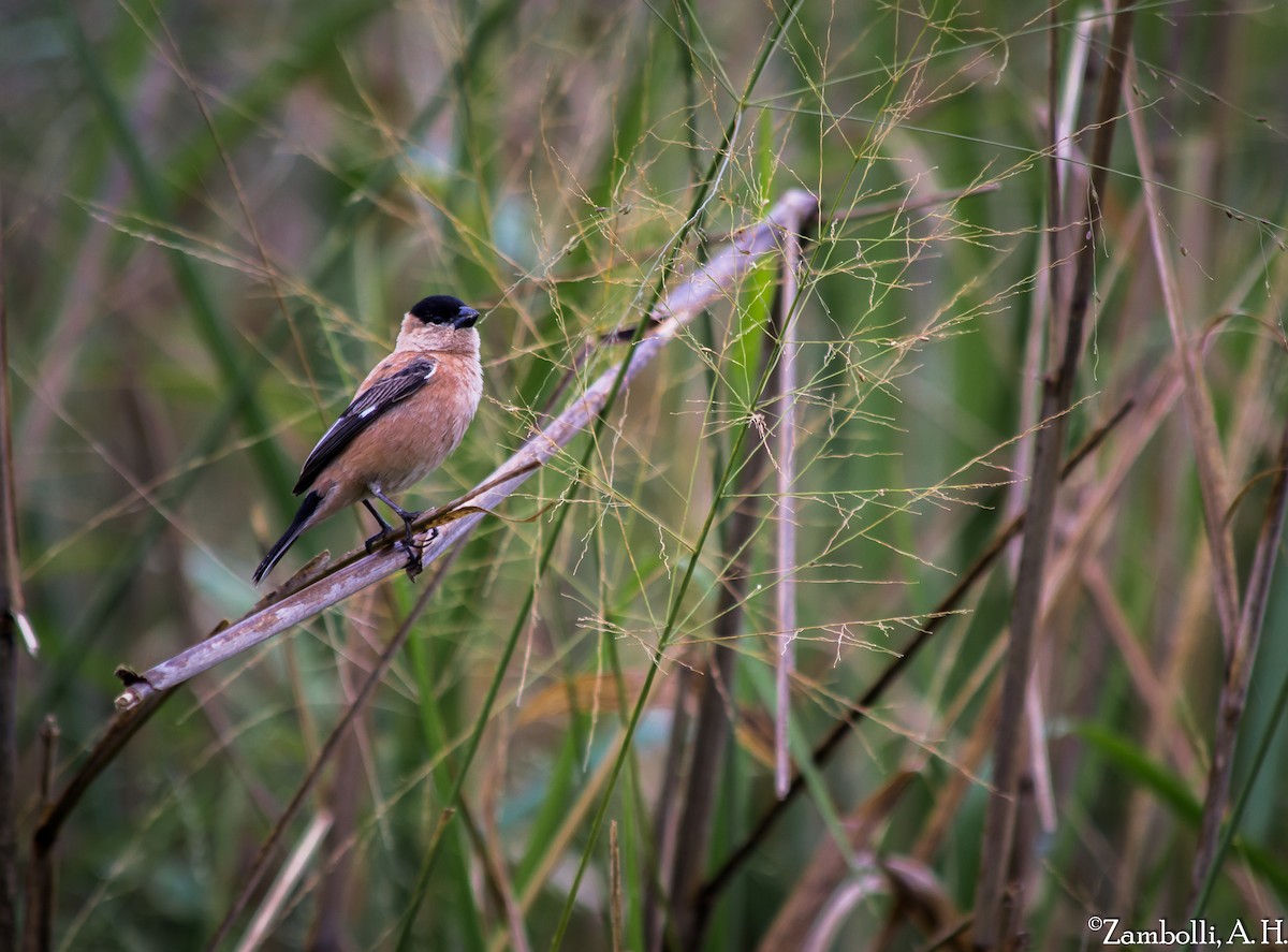 Copper Seedeater - ML73222331