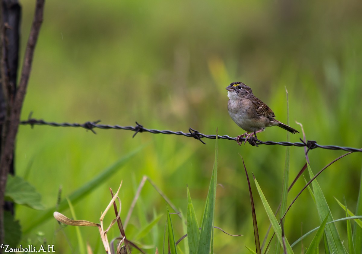 Grassland Sparrow - ML73222471