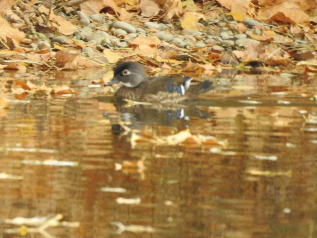 Wood Duck - ML73223201