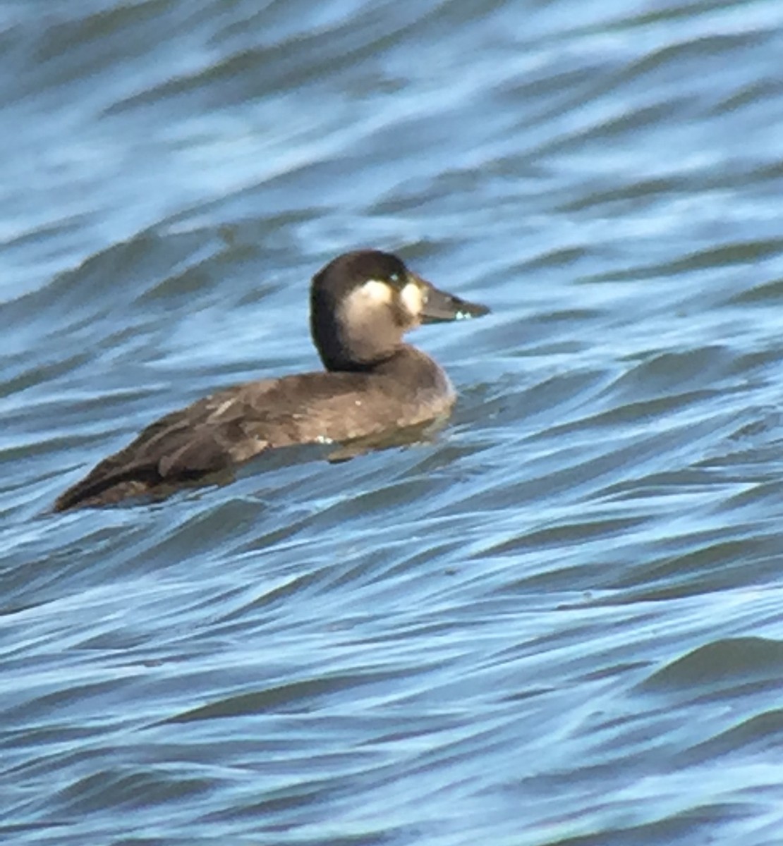 Surf Scoter - ML73224181