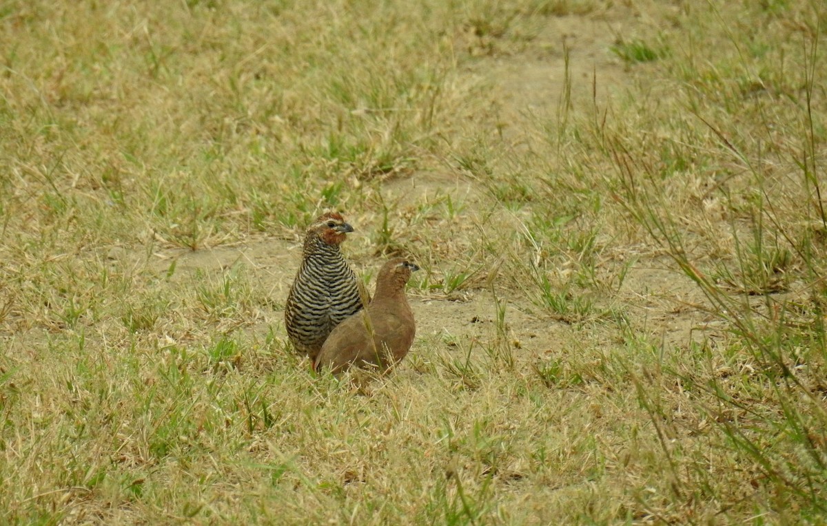 Rock Bush-Quail - ML73224431