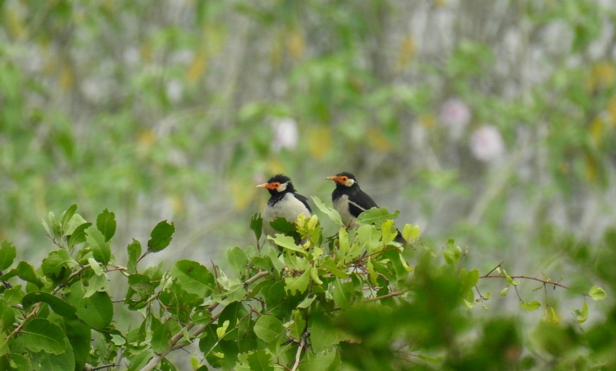 Indian Pied Starling - ML73224511