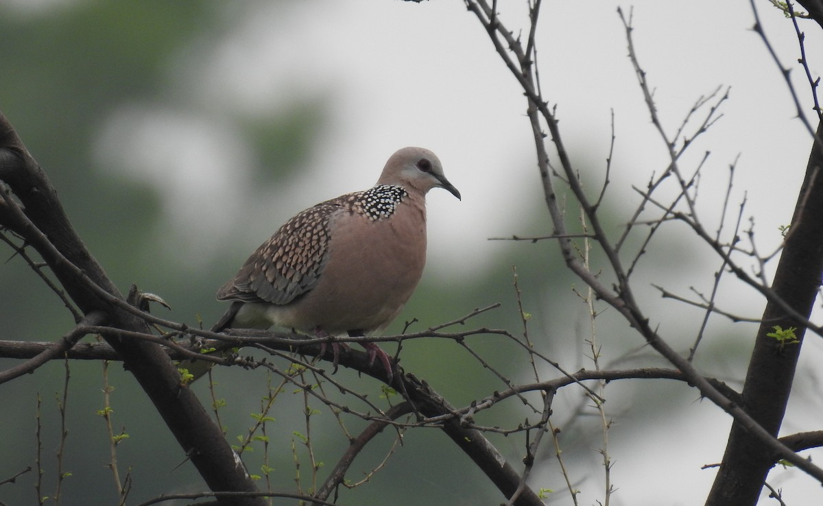 Spotted Dove - ML73224851