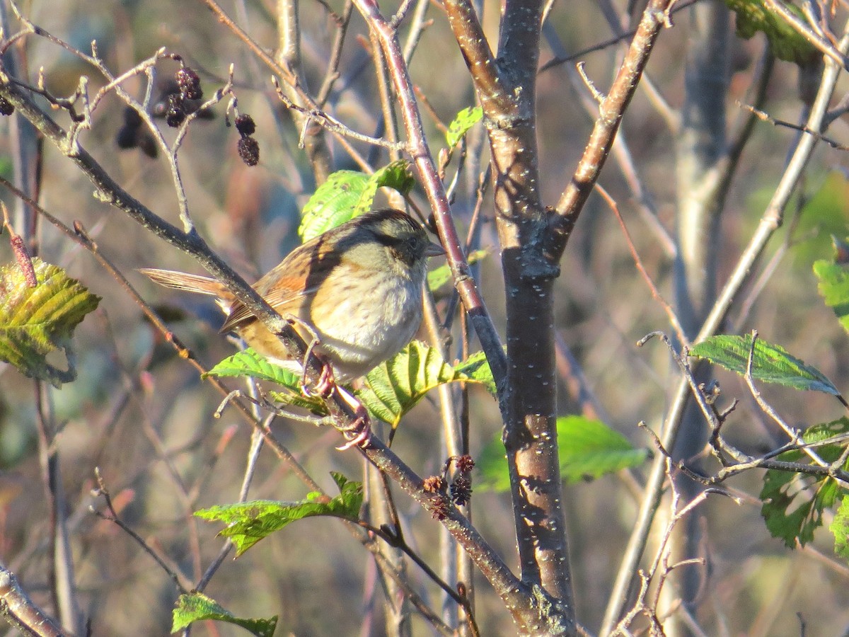 Swamp Sparrow - ML73225271