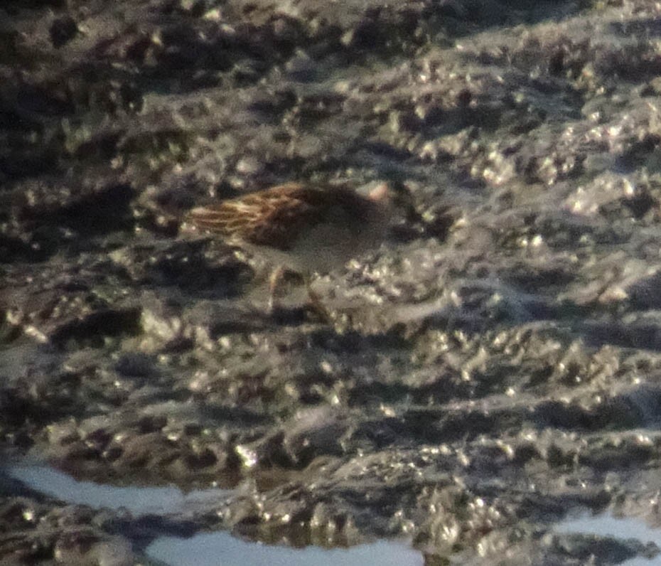 Pectoral Sandpiper - Phil Bartley