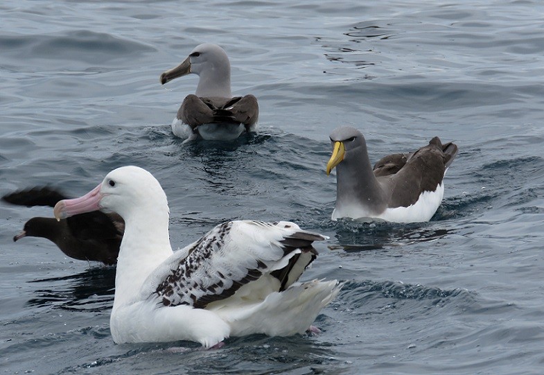 Chatham Albatross - ML73226661