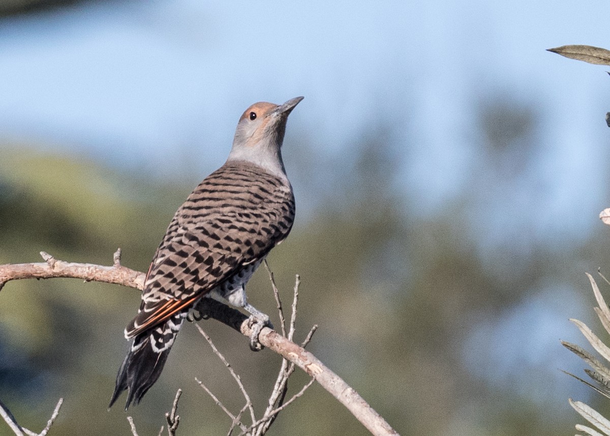 Northern Flicker - ML73228131