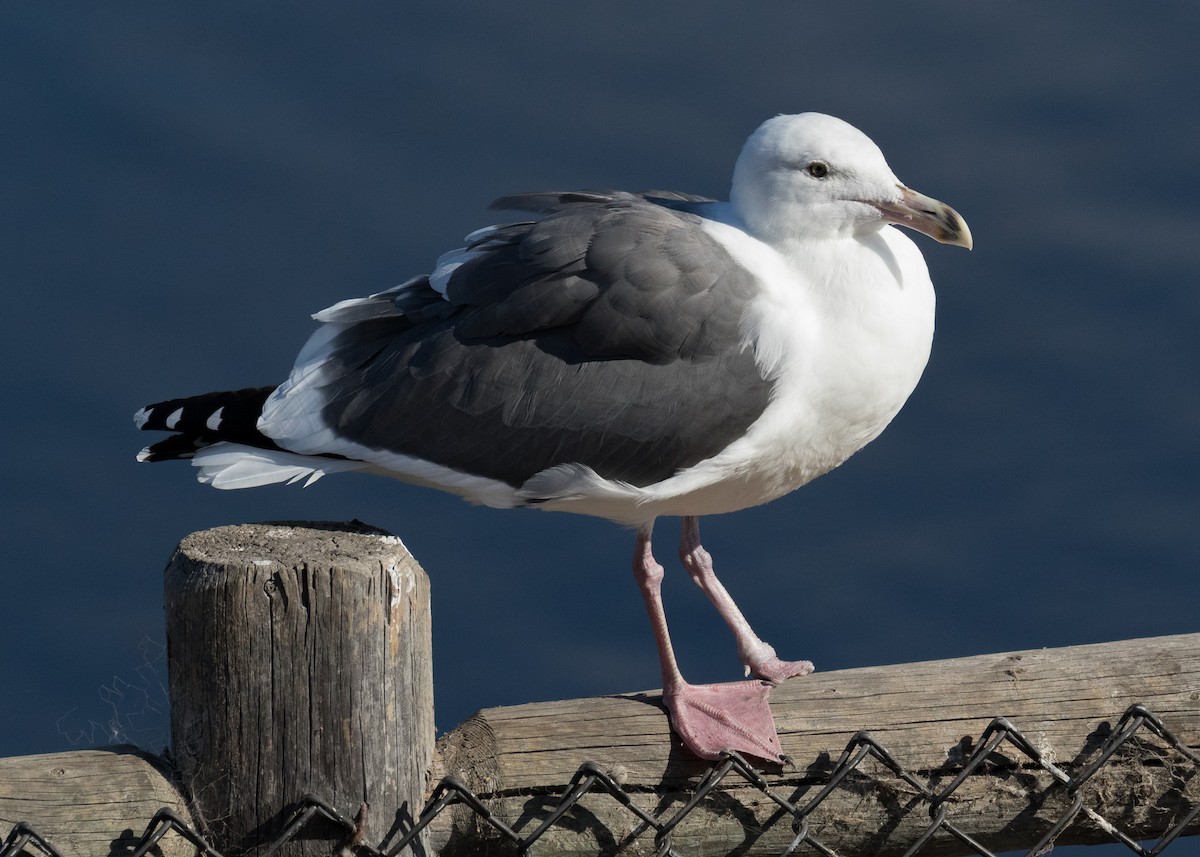 Western Gull - ML73229781