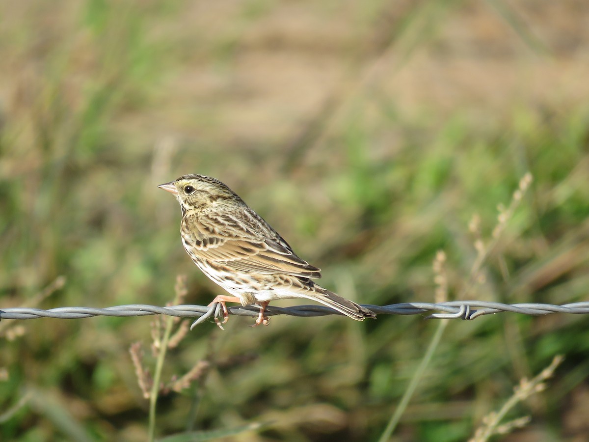 Savannah Sparrow - ML73231051