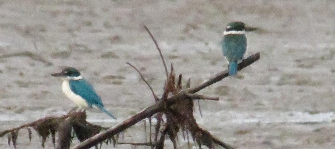 Collared Kingfisher - ML73233691