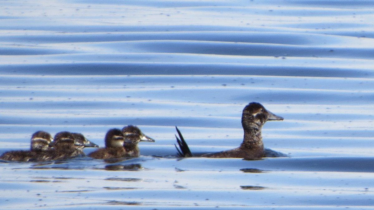 Andean Duck - ML73233791