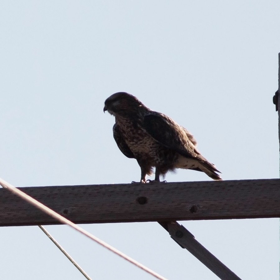 Rough-legged Hawk - ML73233921