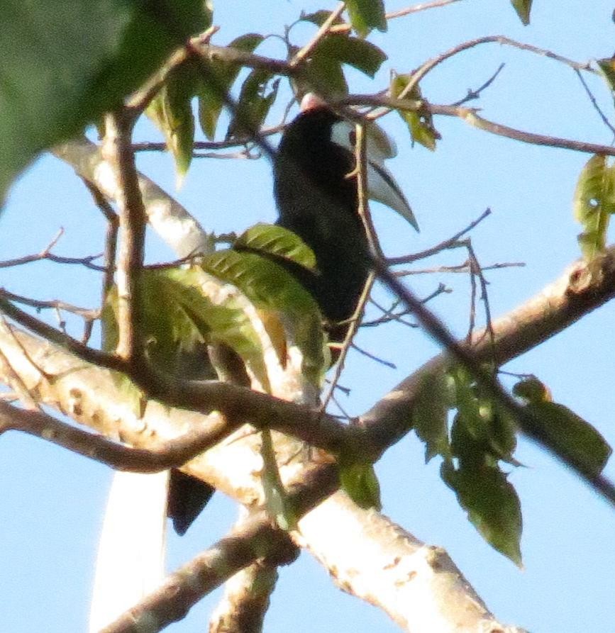 Palawan Hornbill - ML73236811