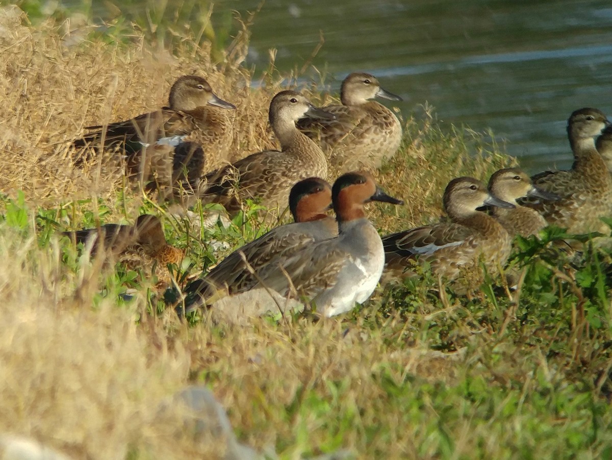 Green-winged Teal - Van Remsen