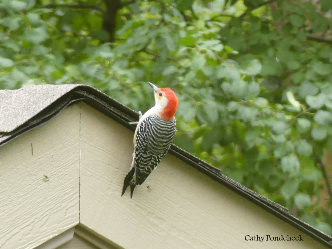 Red-bellied Woodpecker - Cathy Pondelicek